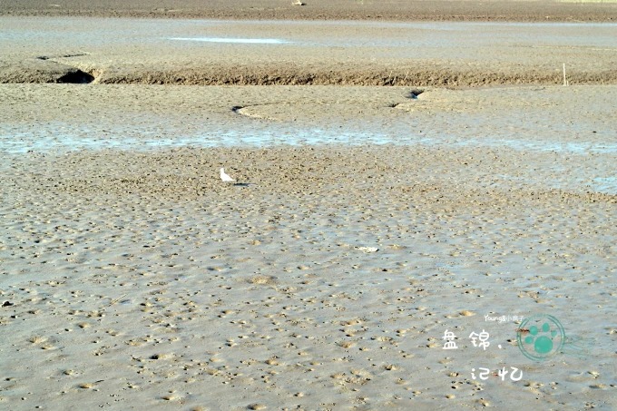 Mudflat and water at the Liaohe River estuary