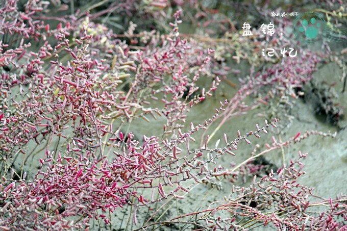 Close view of red suaeda plants on tidal flats