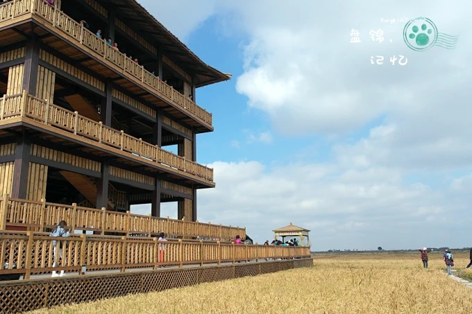 Rice paddy art seen from a viewing platform