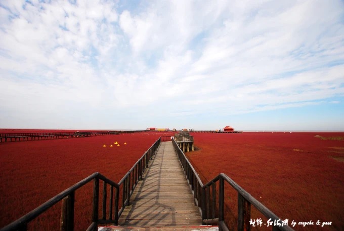 Vegetação vermelha de Suaeda salsa exposta pela maré vazante na Praia Vermelha de Panjin