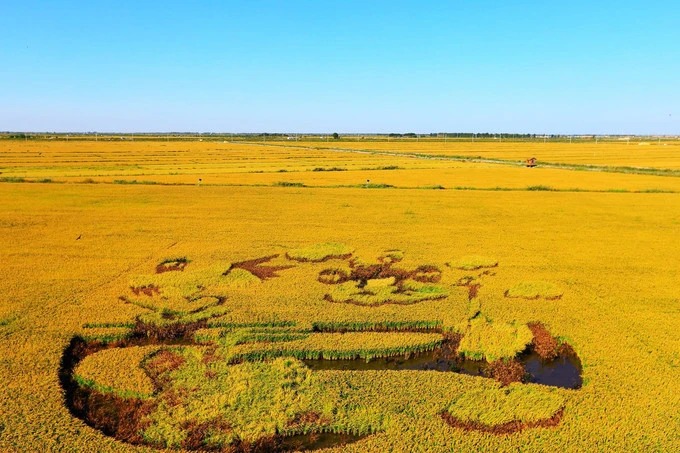 Arte colorida em arrozais na Praia Vermelha de Panjin