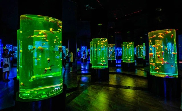 Jellyfish drifting in a blue-lit tank