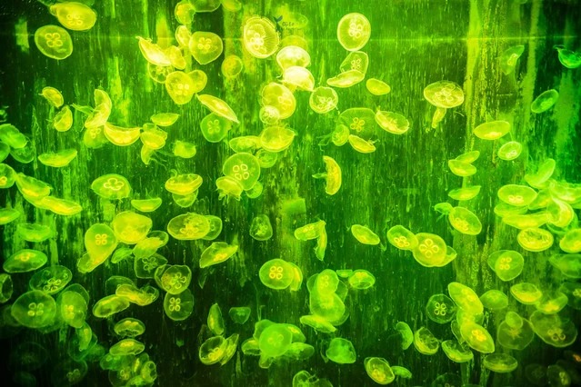 Jellyfish display in the Dream Jellyfish Experience Hall