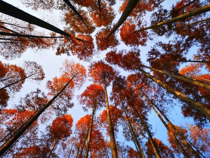 Metasequoias de outono no Vale Muxin