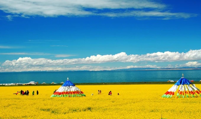 Gelbe Rapspflanzen am Ufer des Qinghai-Sees