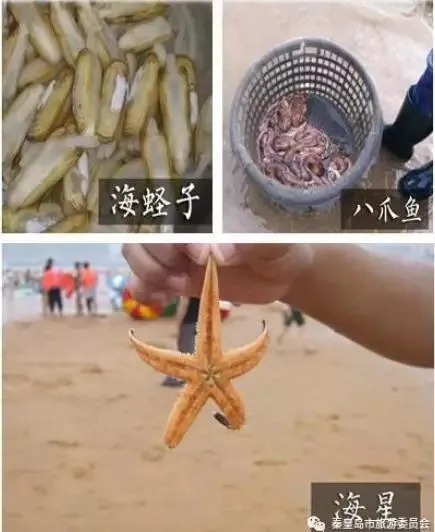 Ein kleiner Fang aus Muscheln und Meerestieren von den Wattflächen Qinhuangdaos