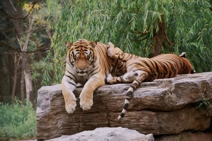 Wildlife park scene in Qinhuangdao