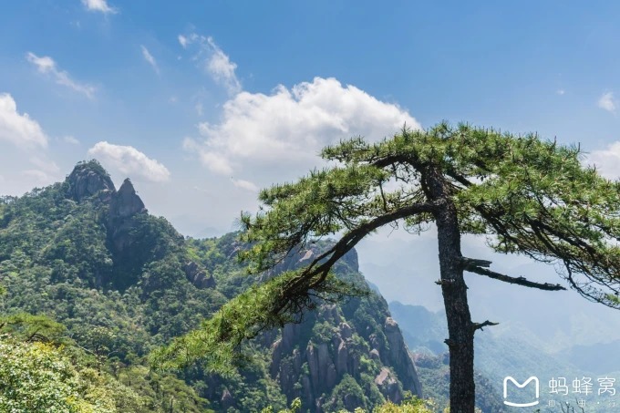 Wind-shaped pine trees on Sanqingshan