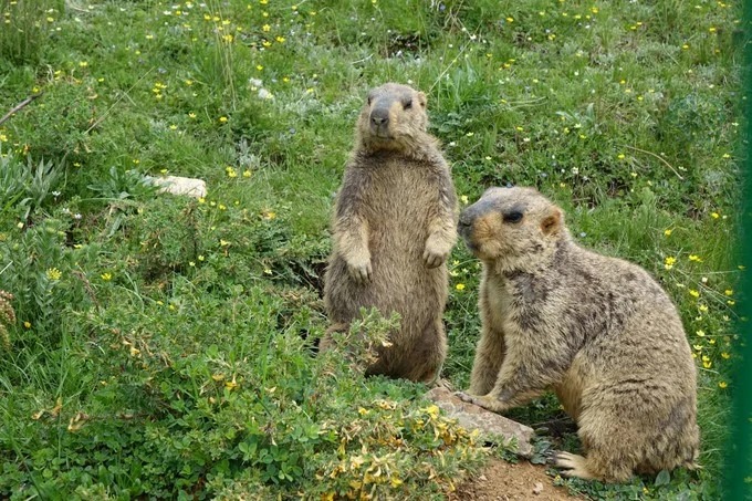 Marmota en la pradera cerca de Seda