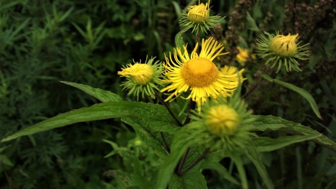 Flores silvestres en el humedal de Dajiuhu