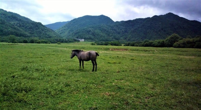Pradera de alta montaña en Dajiuhu
