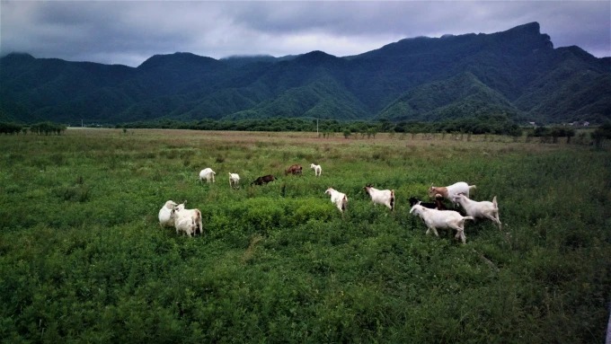 Fauna en la zona del humedal de Dajiuhu