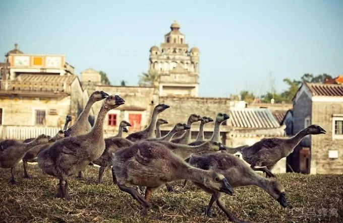 Torres diaolou perto de Kaiping