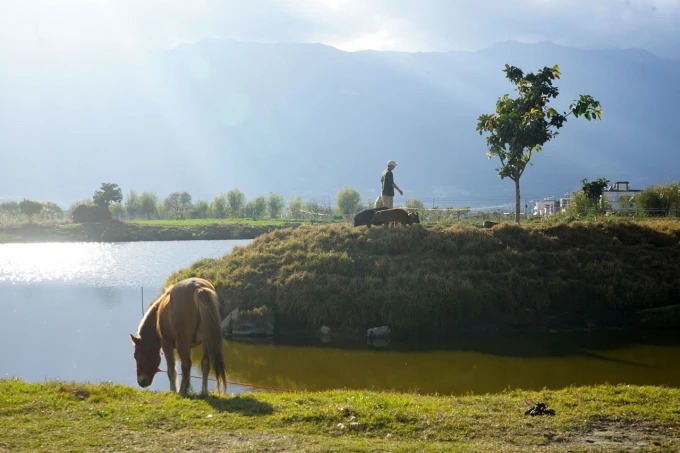 Ganado vacuno y otros animales en la granja Chaimiduo, en Dali