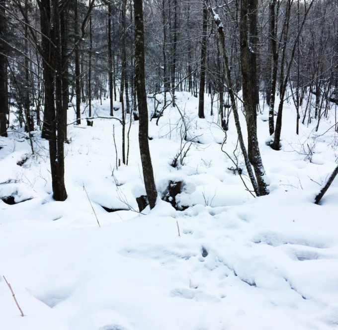 Schneeboden unter hohen Bäumen auf der Yangcaoshan-Strecke