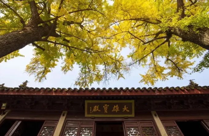定慧寺の金色のイチョウ