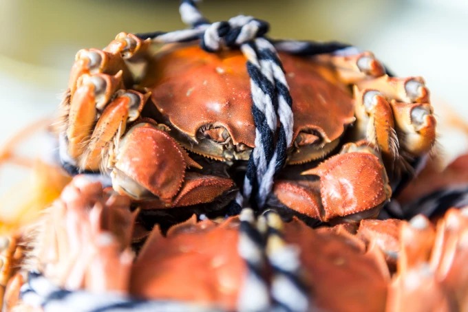 蘇州の食卓に出された上海ガニ