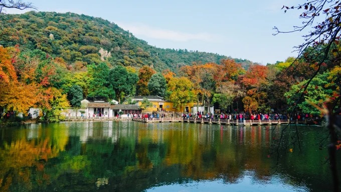 天平山の林の中のモミジ