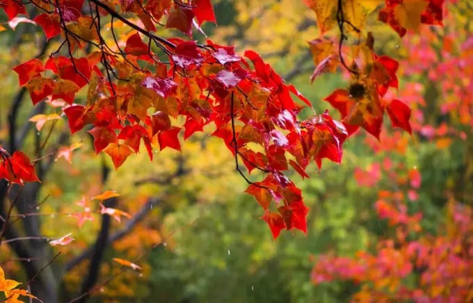 天平山の紅葉