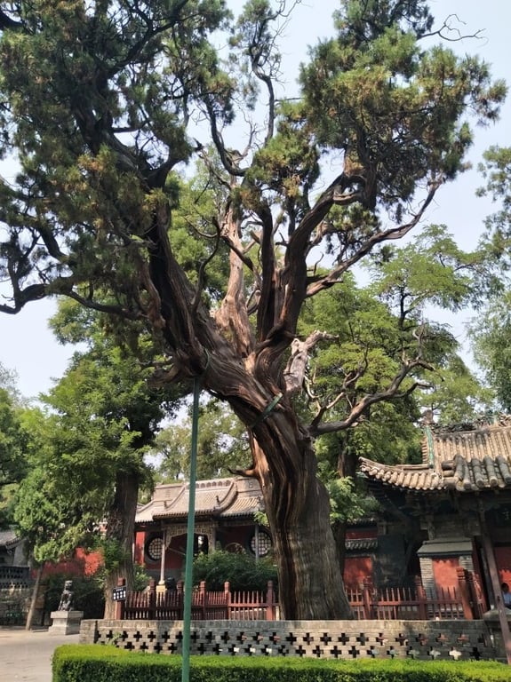 Old trees in the walled grounds of Jinci Temple