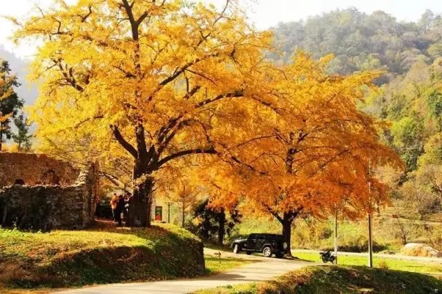 Innenhof eines Gästehauses mit Ginkgobäumen in Tengchong