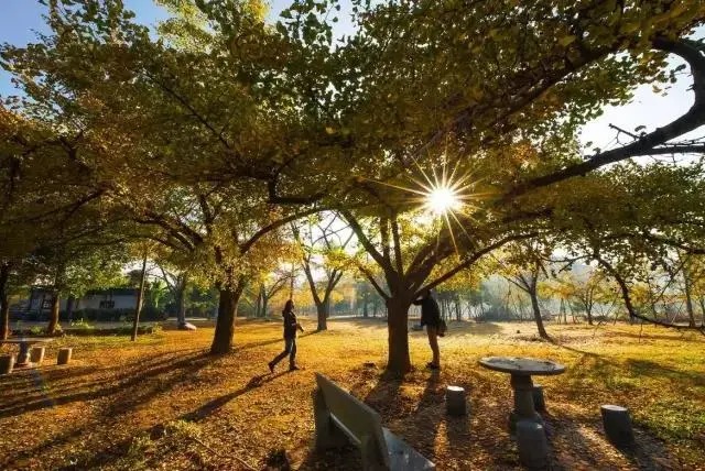 Ginkgo-Blätterdach über einem Hof im Dorf Jiangdong