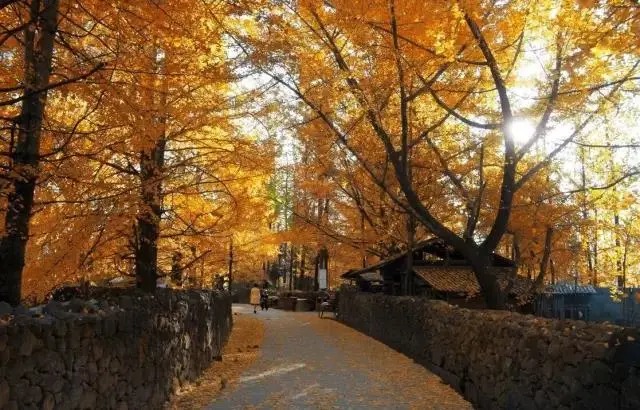 Gelbe Ginkgoblätter auf dem Boden in einem Dorf in Tengchong