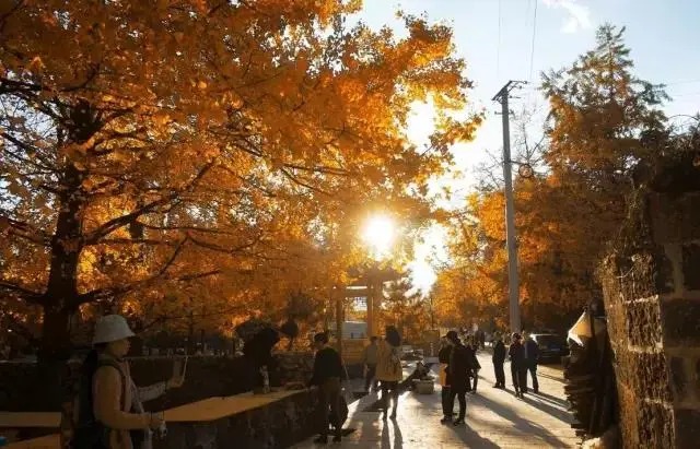 Alte Ginkgobäume an einer Dorfgasse in Jiangdong