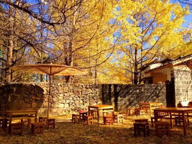 Ginkgobäume und Dorfdächer in Jiangdong bei Tengchong