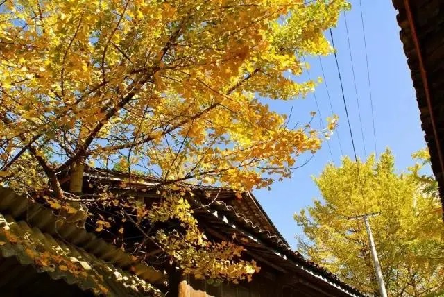 Goldene Ginkgoblätter um Dorfhäuser in Tengchong