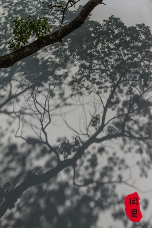Weiße Innenhofmauer mit Pflanzen und Baumschatten