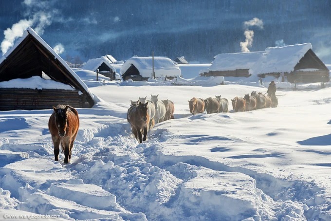 Pferde am Wintermorgen im Dorf Hemu