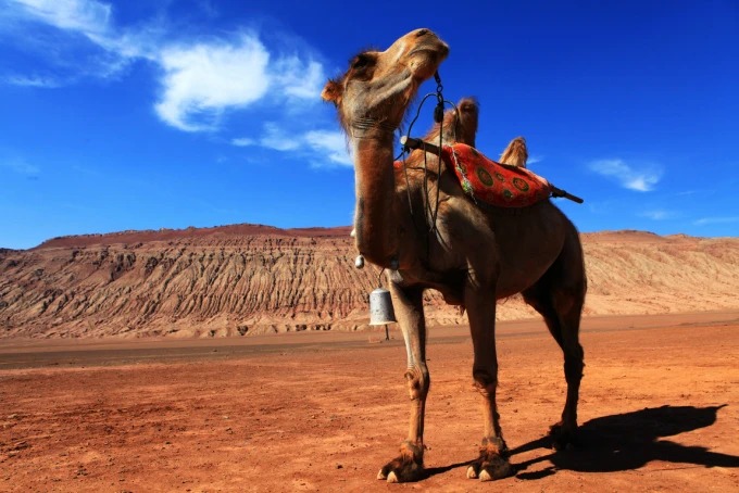 Kamele am Fuß der Flammenden Berge bei Turpan