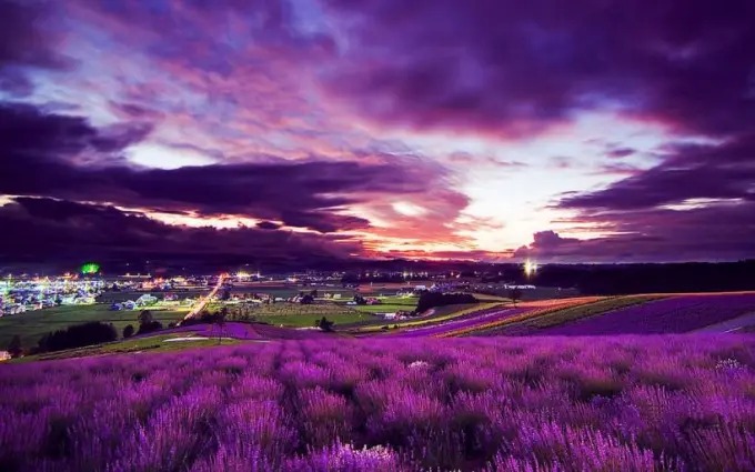 Hileras de lavanda en flor cerca de Yining