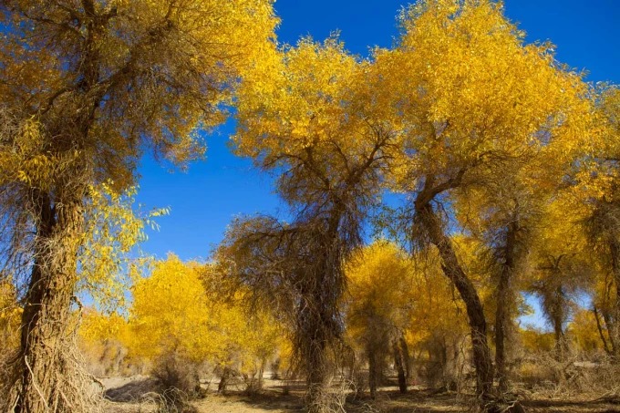 Álamos dorados en un paisaje desértico