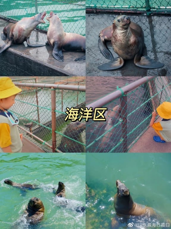 Seals and sea lions in a marine enclosure