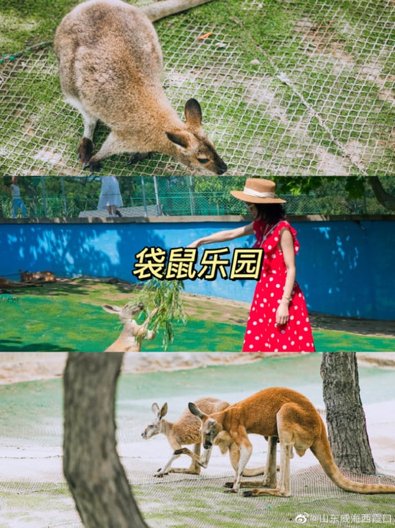 Kangaroo in a grassy enclosure