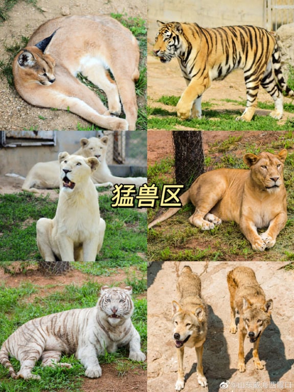 Big cat in an outdoor enclosure