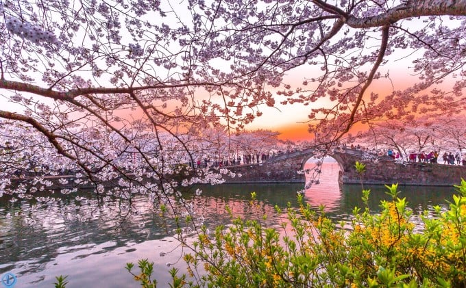 Kirschblüten in Yuantouzhu am Ufer des Tai-Sees