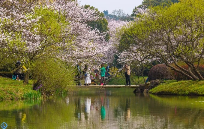 Frühe Kirschblüten im Landschaftspark Yuantouzhu