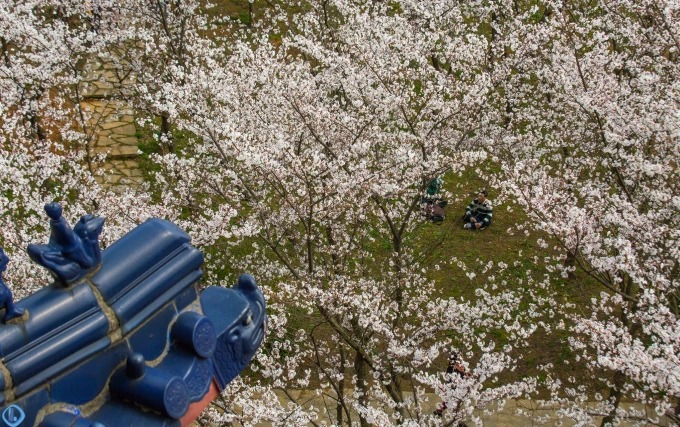 Zartrosa Kirschblüten in einer Gartenanlage in Yuantouzhu
