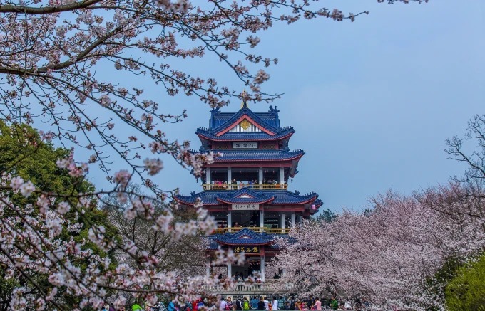 Erhöhter Blick über Kirschhaine in Yuantouzhu