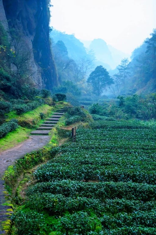 Tea gardens and a path between Wuyishan’s cliffs