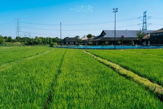 烏村を囲む田んぼ