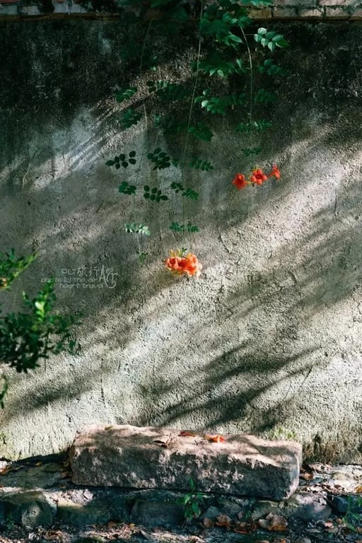 夏の烏村の蓮池
