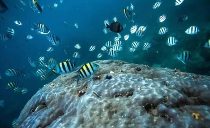 Diver near coral reef in Wuzhizhou’s waters