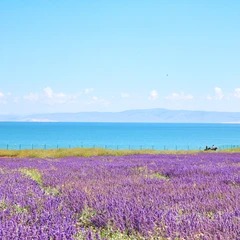 Der Qinghai-See auf der Fahrt von Xining nach Westen