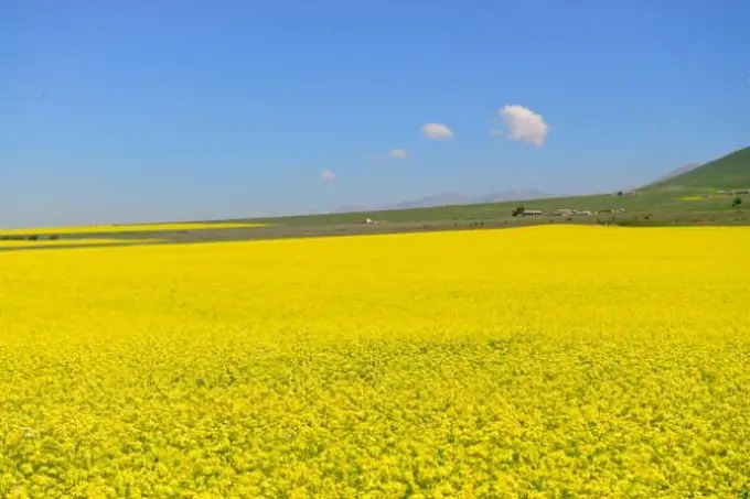 Campos de colza en la zona de Menyuan