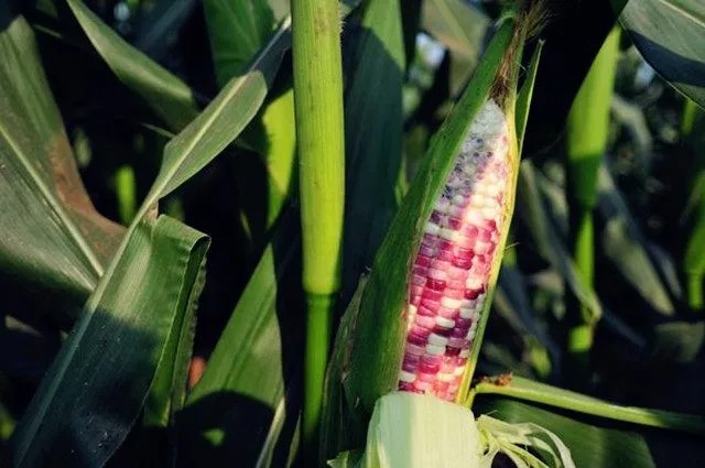 A colourful ear of sticky corn