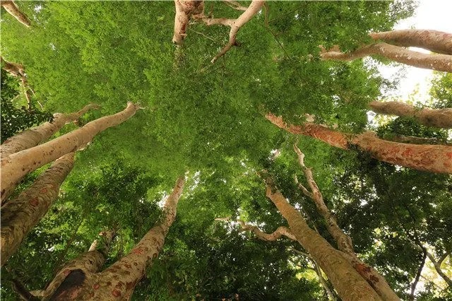 Tropical planting at the botanical garden in Menglun